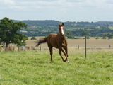 Pseudonym cantering in the field