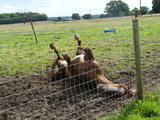 Enjoying a good roll in the mud!